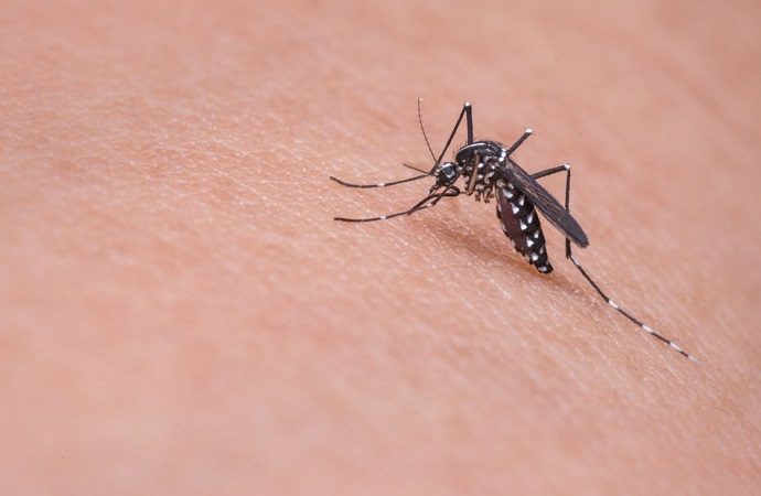 Informe semanal da dengue aponta 60 novos casos no Paraná